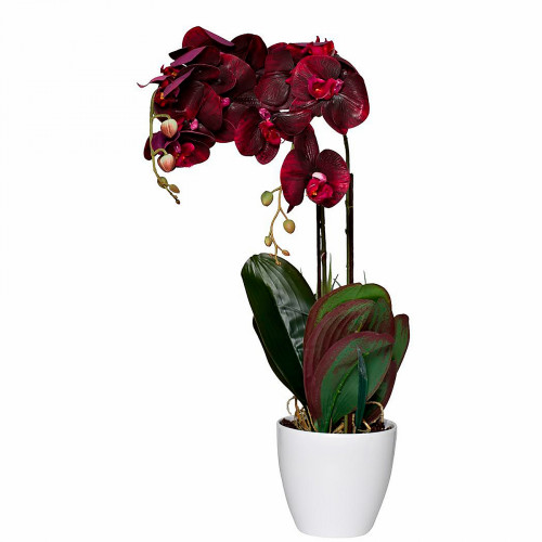 орхидея бордовая в горшке 58 см в Тамбове