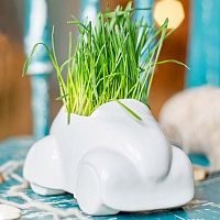 набор для выращивания eco машина в Тамбове