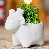 набор для выращивания eco овечка в Тамбове